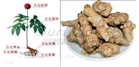 1436421108522233.jpg 三七圖片.jpg